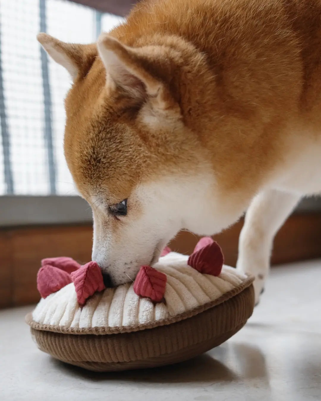 Shiba inu dog playing with a plush toy resembling a berry pie on a light surface