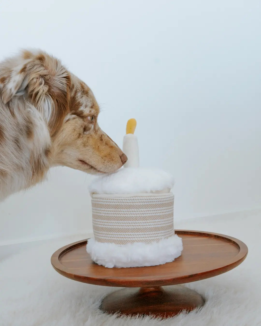 Dog looking at a small birthday cake toy with a candle on a wooden stand against a white background
