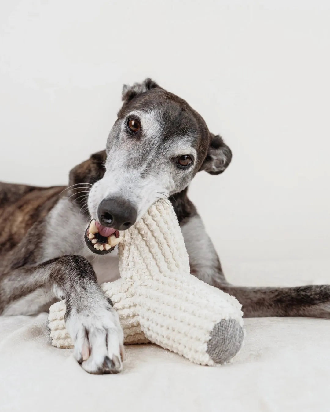 Dog playing with a soft textured toy on a white background