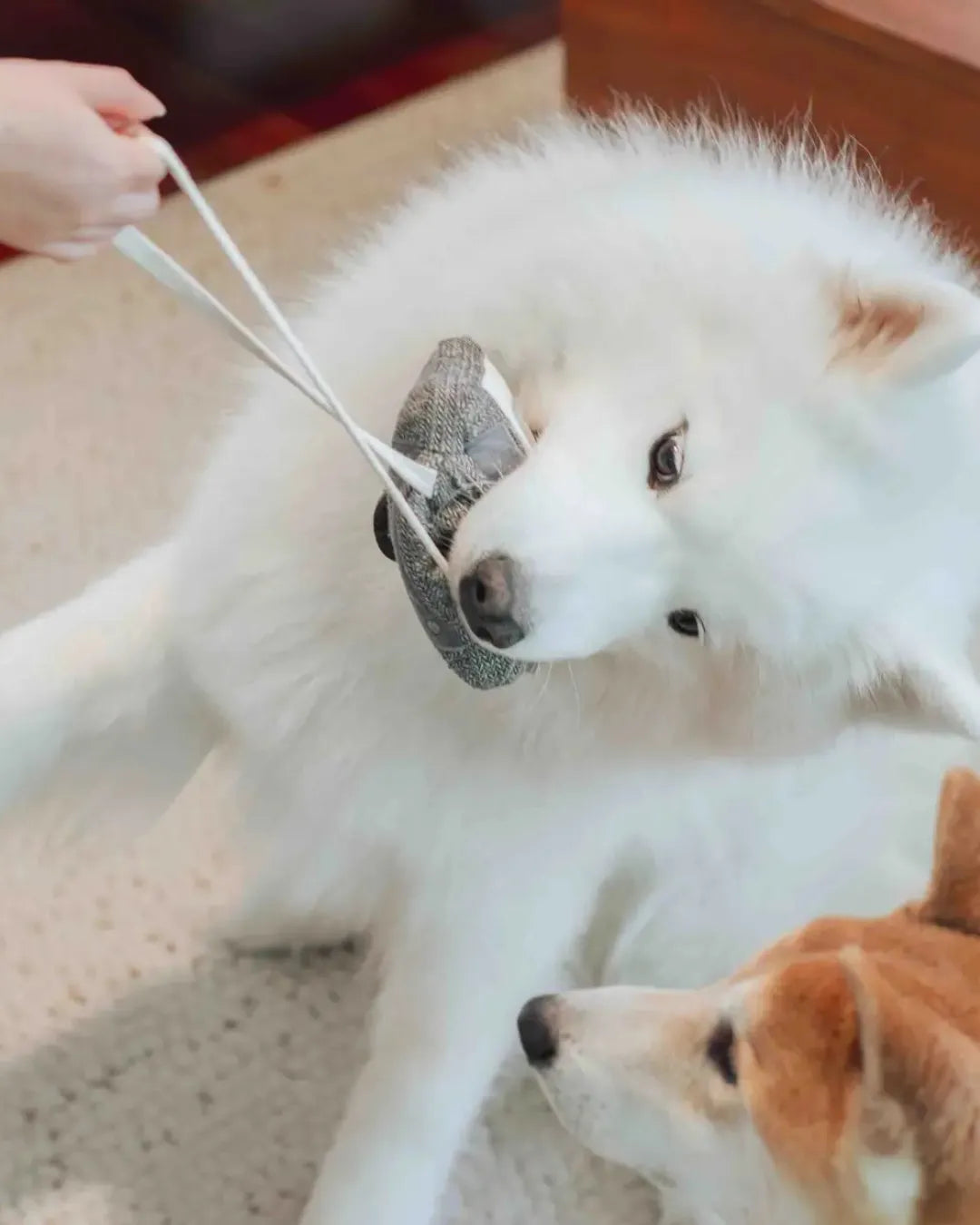 White dog playing tug with a tape-shaped dog toy held by a hand, with another dog in the foreground.