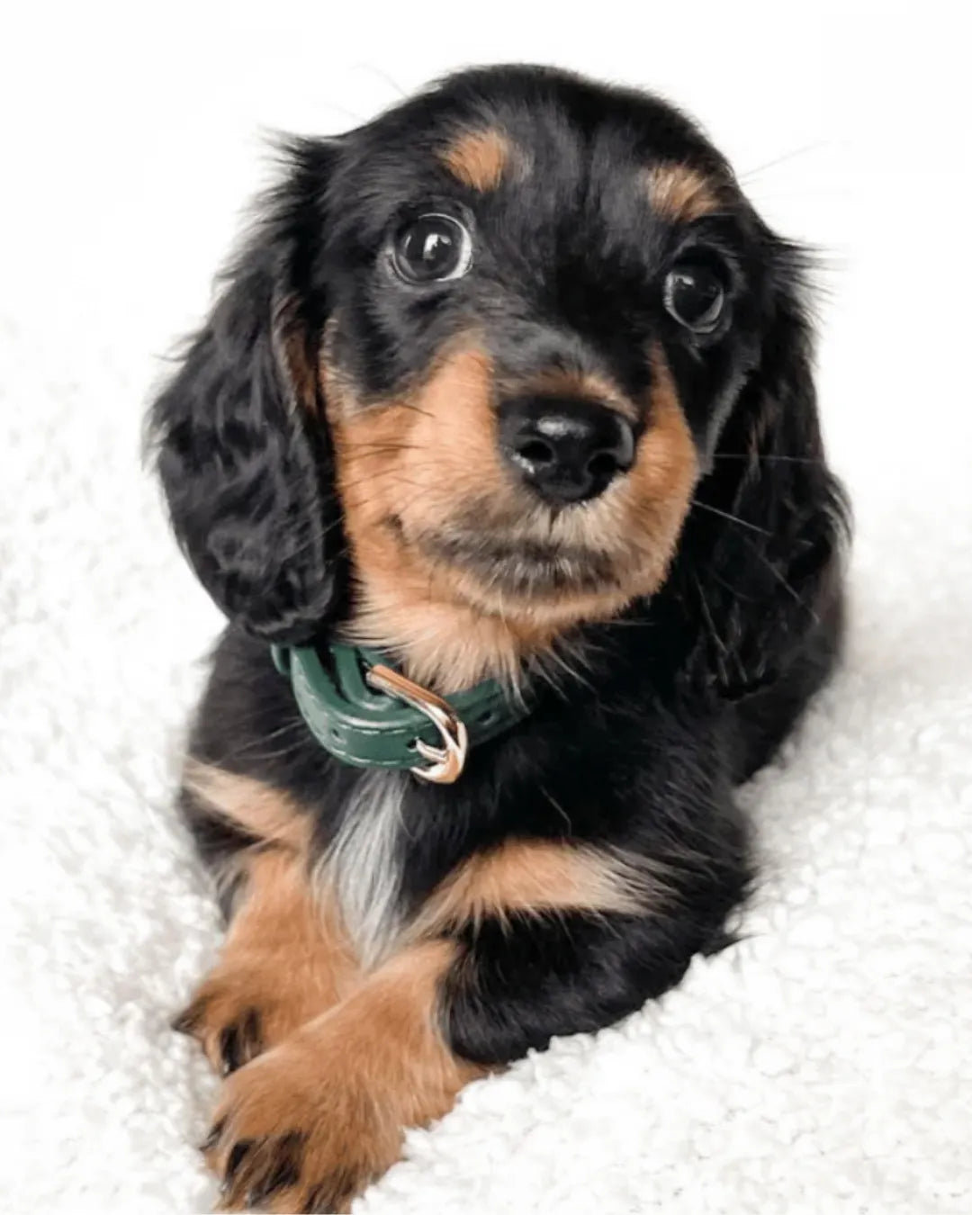 Small black and brown dog with a luxury vegan leather green collar on a white background