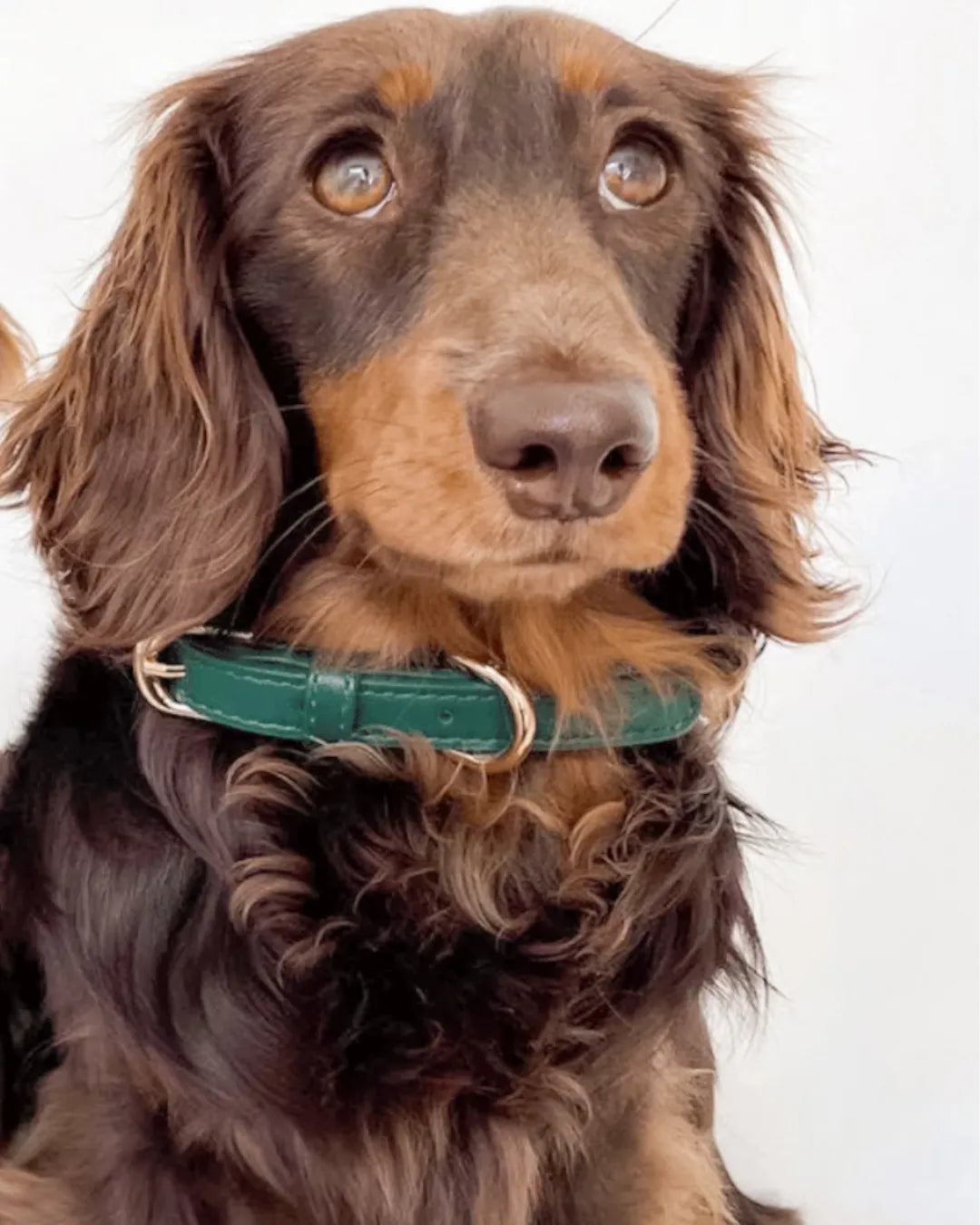 Brown dog wearing a luxury vegan leather green collar on a white background