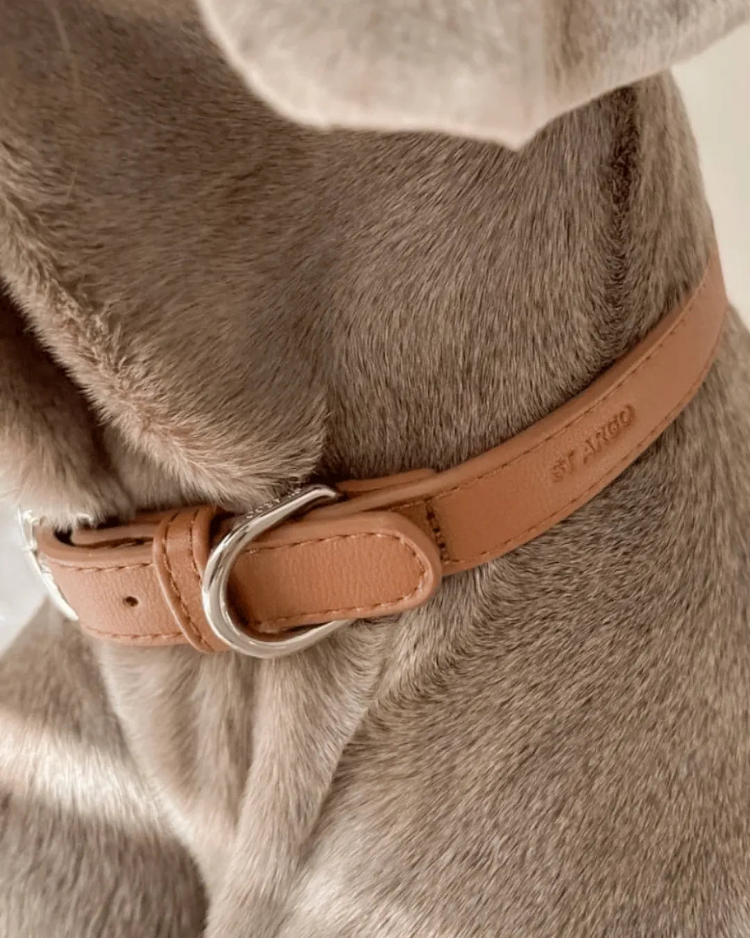 Close-up of a dog wearing a brown luxury vegan leather collar with a 'St Argo' brand logo.