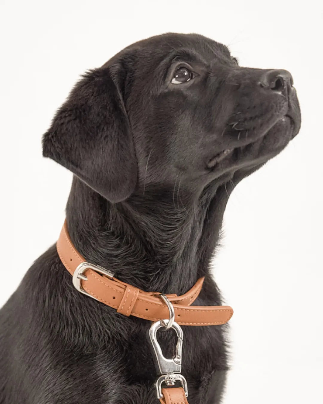 Black dog wearing a brown luxury vegan leather collar with a silver clasp on a white background