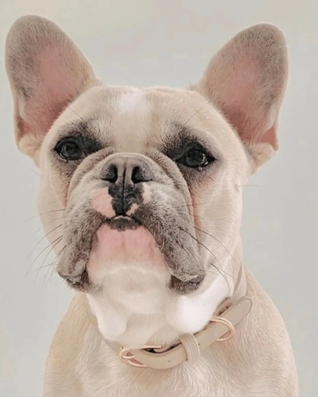 French Bulldog with a taupe collar on a plain background