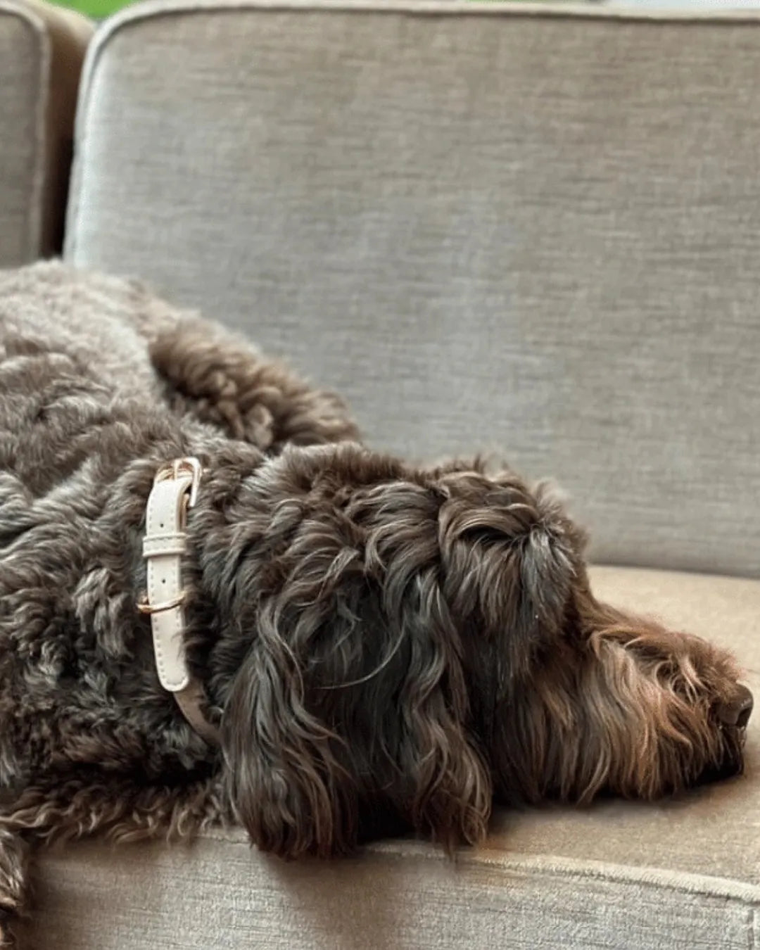 Brown dog lying on a beige couch with a collar.