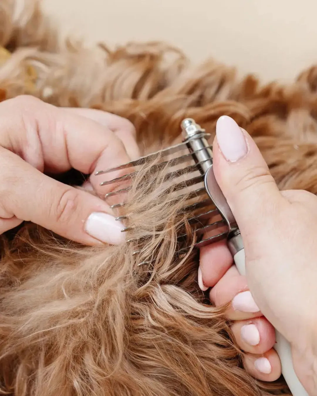 Close-up of a person grooming a dog with a comb.