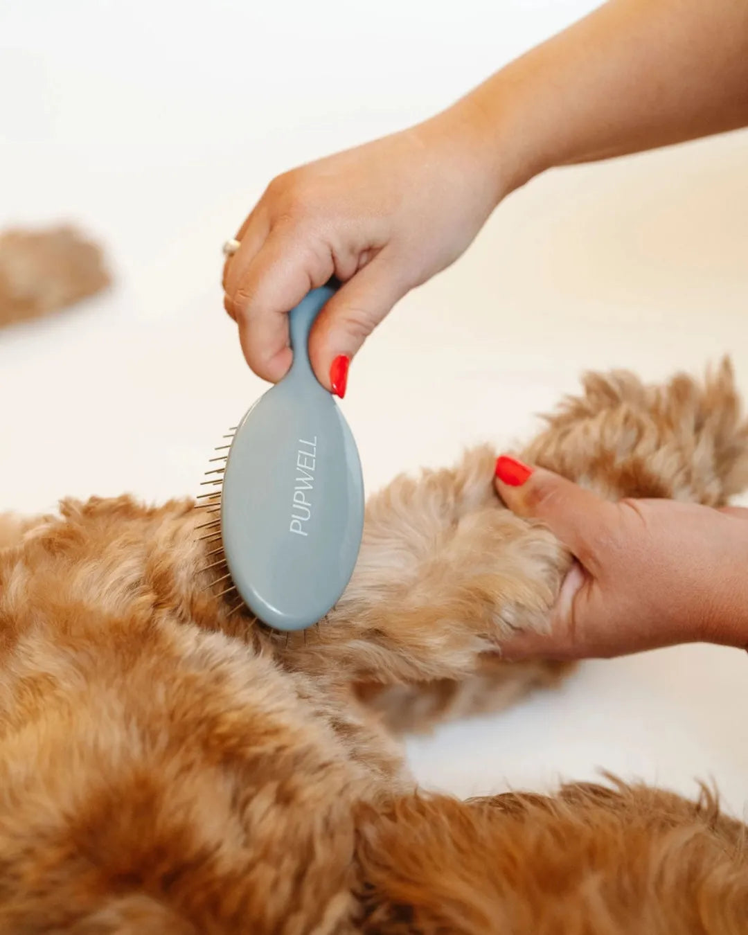 Person grooming a dog with a grey pet grooming brush on a white background