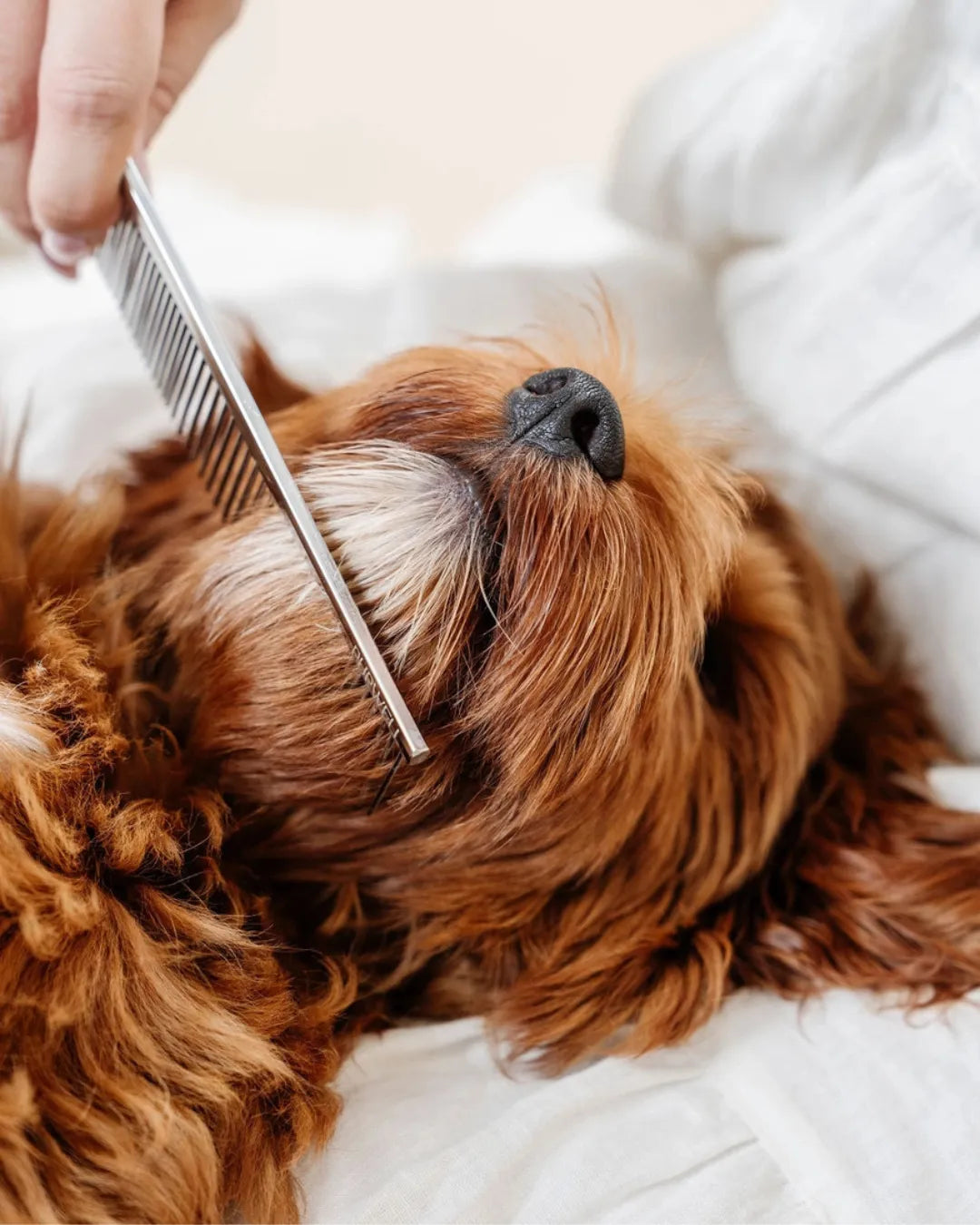 Dog being groomed with a comb on a white surface