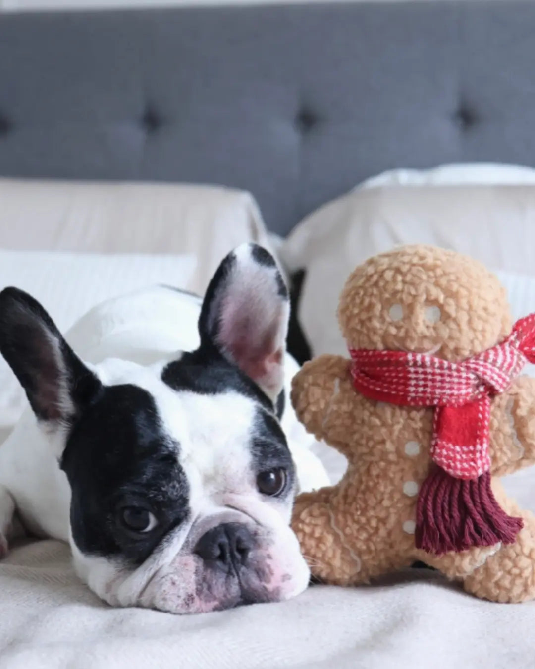Boston terrier lying on a bed next to a plush gingerbread man dog toy with a red scarf.