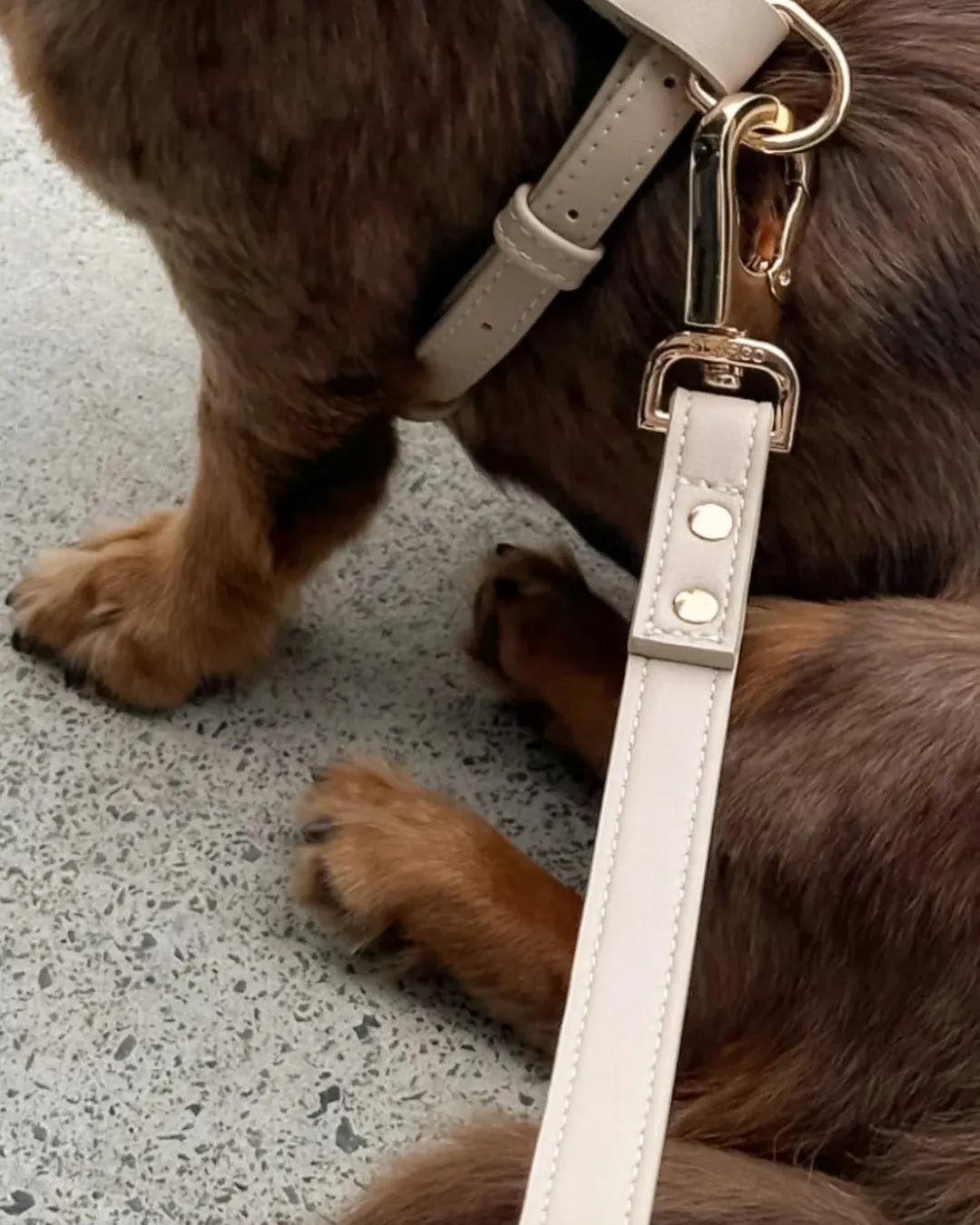 Close-up of a dog's side wearing a beige vegan leather harness on a light grey floor.