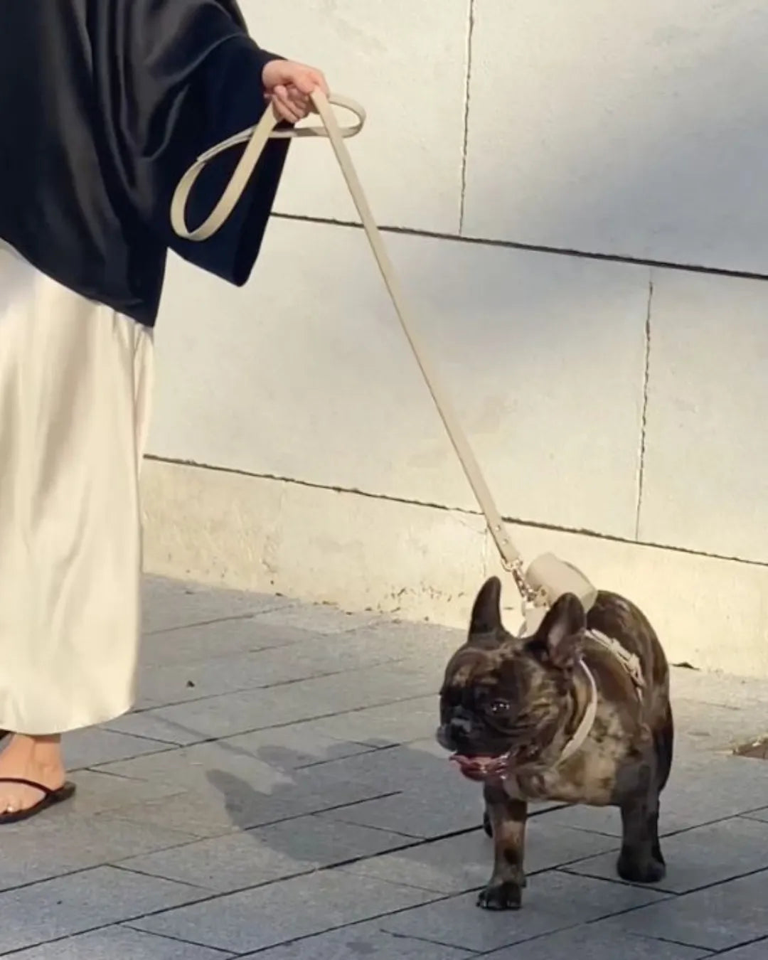 Person walking a small dog on a leash against a light-colored wall.