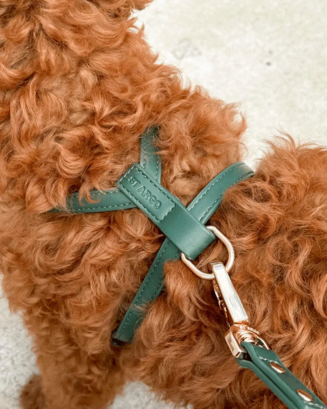Brown dog wearing a dark green luxury vegan leather harness on a light background