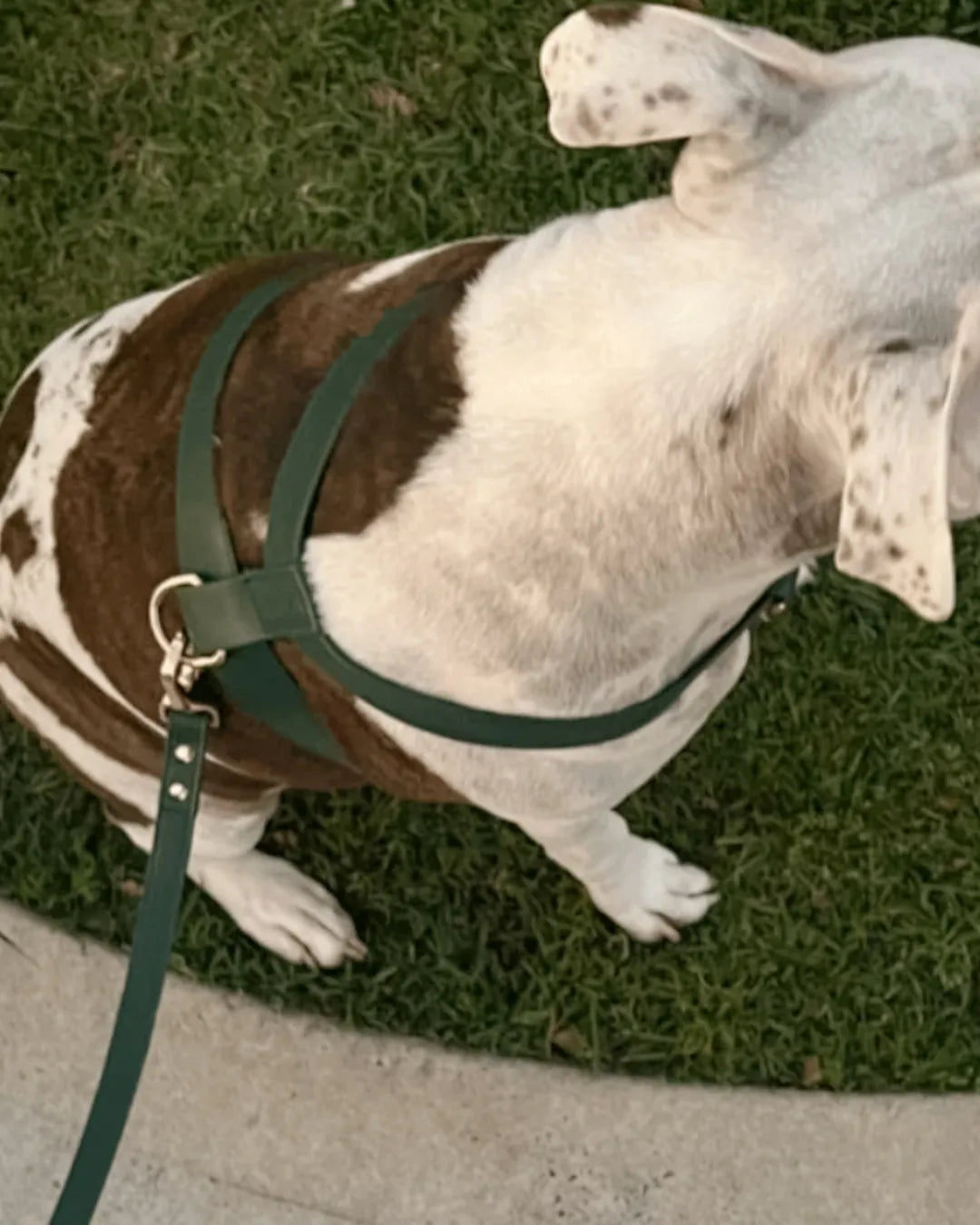 Dog wearing a dark green luxury vegan leather harness on grass
