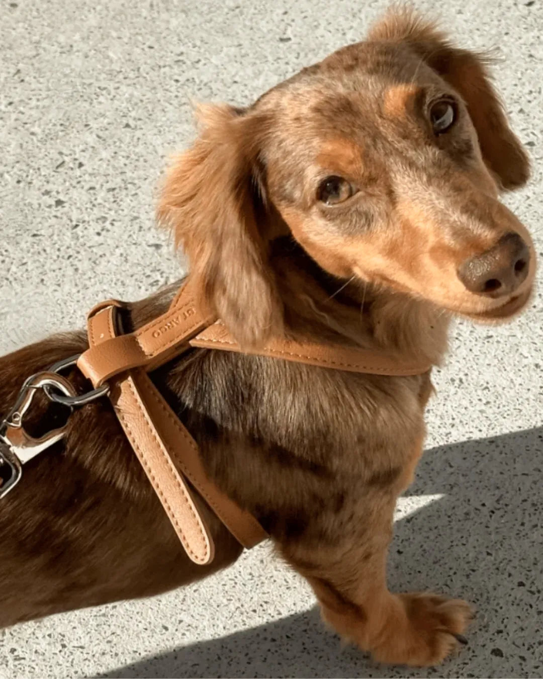 Brown dachshund wearing a luxury vegan leather harness on a concrete surface