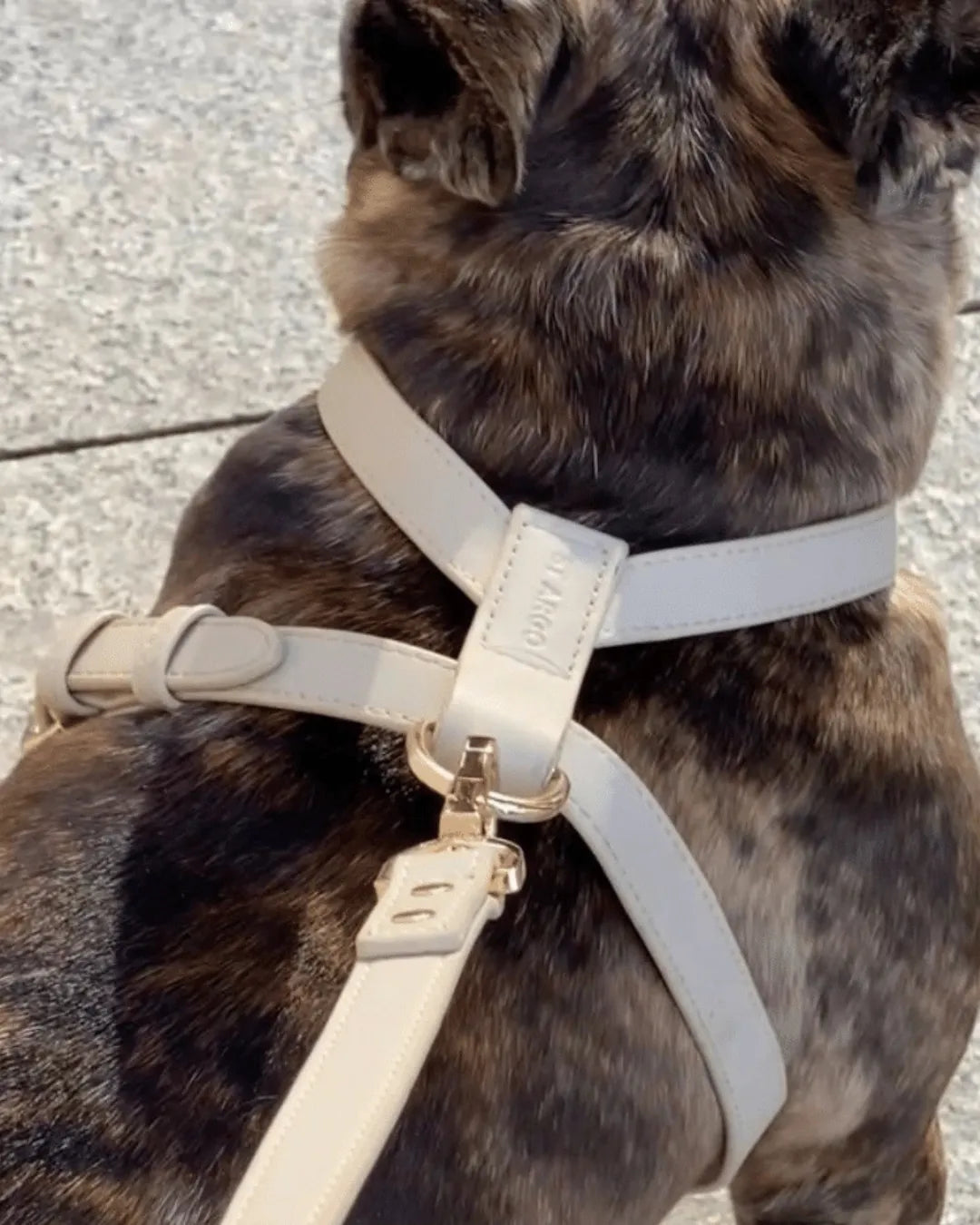 Dog wearing a beige harness with gold hardware on a pavement background