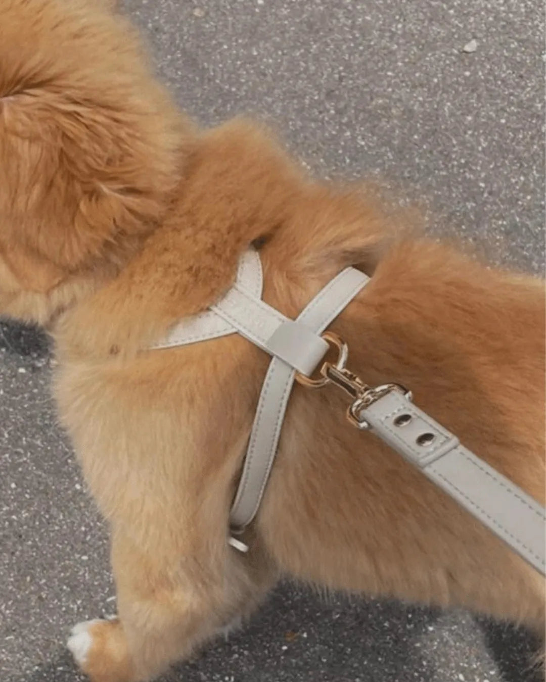 Close-up of a dog wearing a beige harness on a grey pavement.