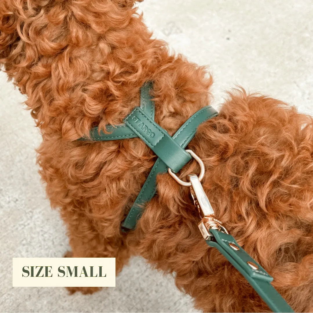 Small dog wearing a luxury dark green harness on a light background