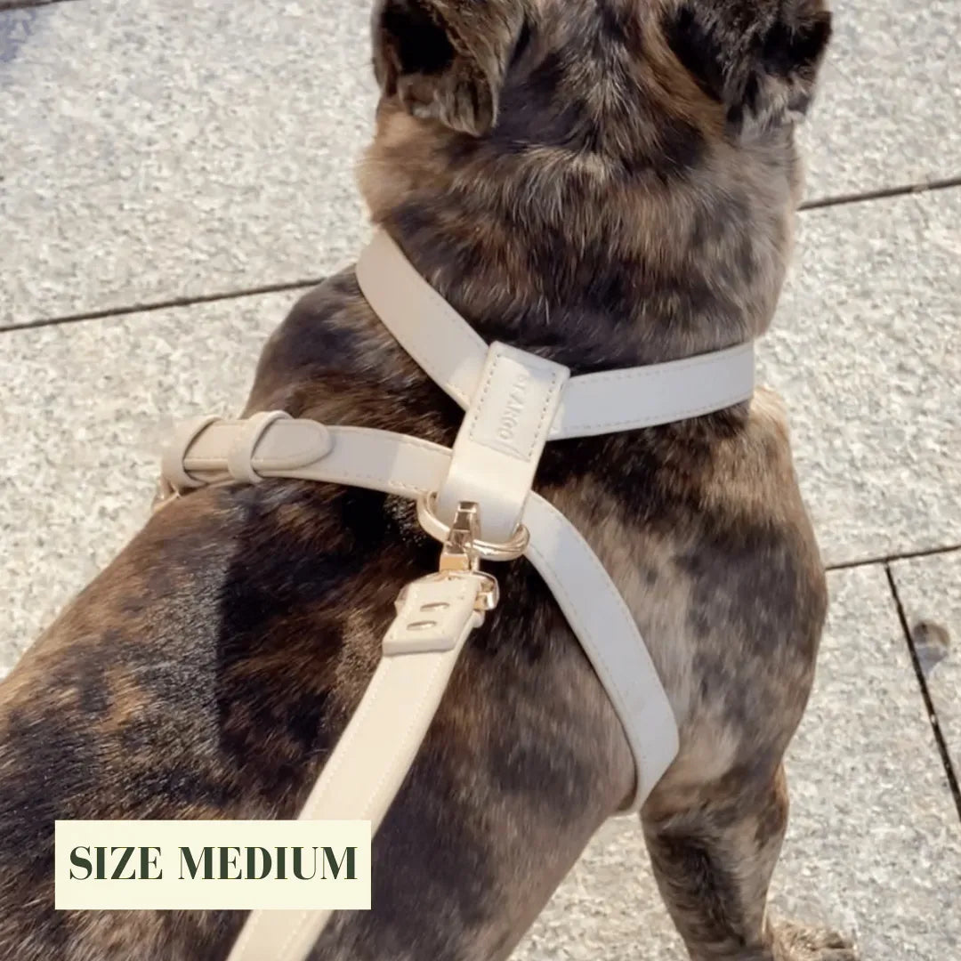 Brindle dog wearing a luxury beige harness on a concrete surface