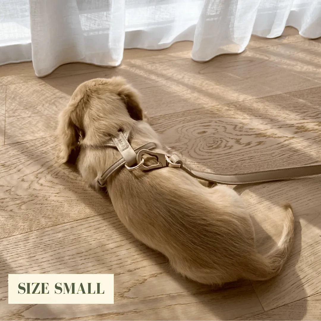 Small dog lying on a wooden floor with a luxury beige lead, size small label visible