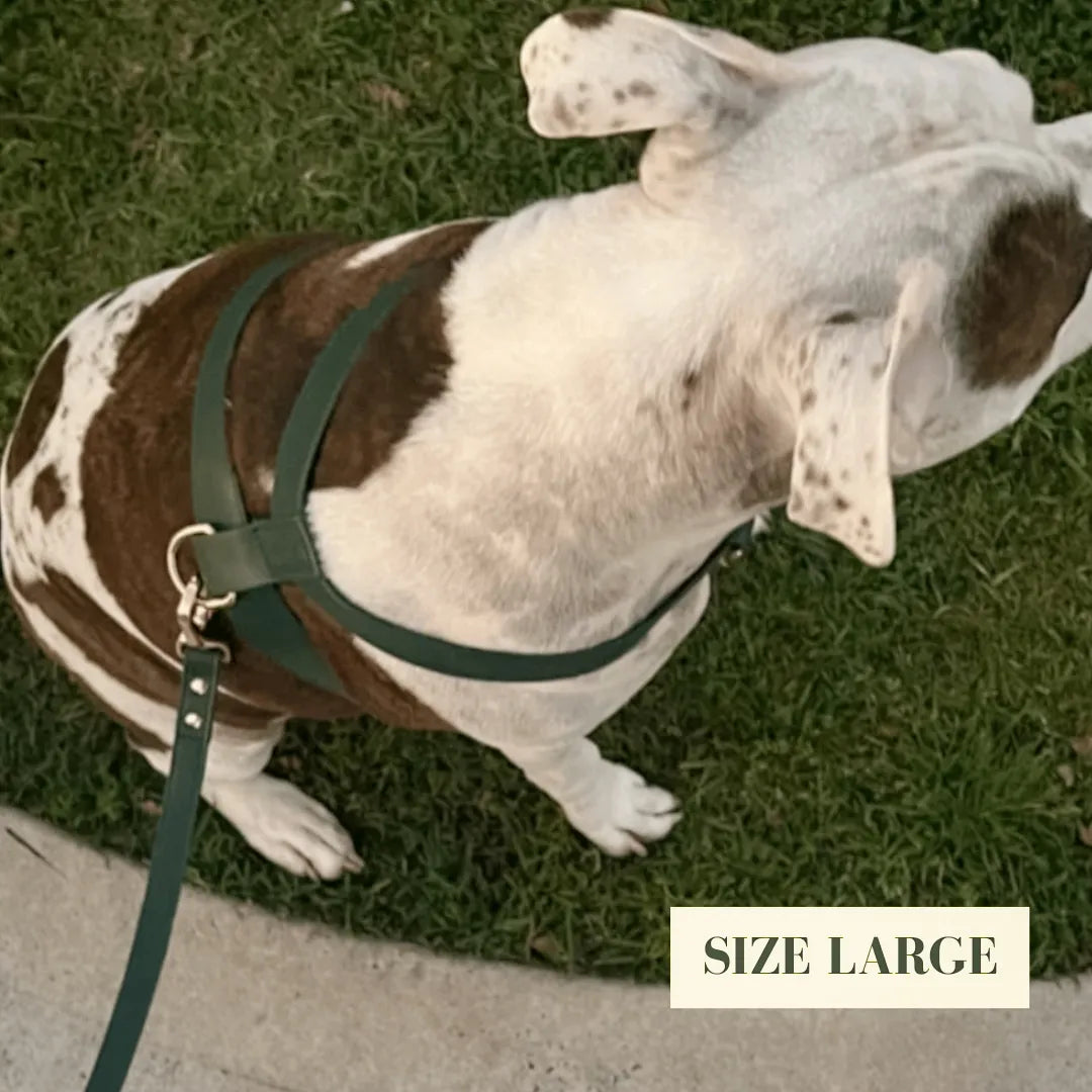 Dog wearing a luxury dark green harness on grass with 'SIZE LARGE' label