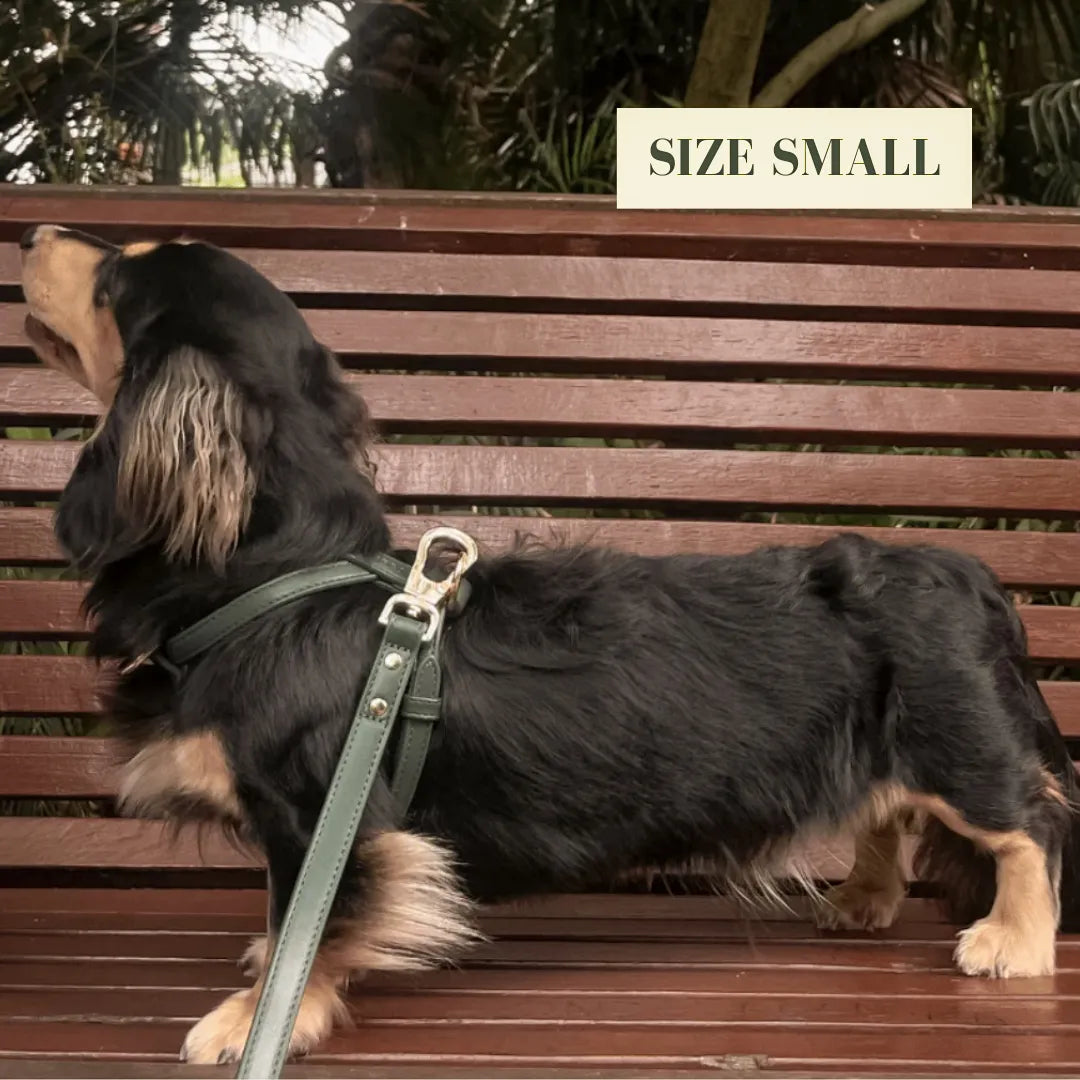 Dachshund on a lead standing on a wooden bench with 'Size Small' label.
