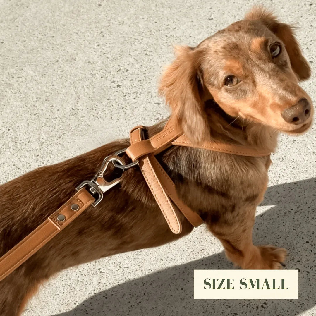 Small dog wearing a brown vegan leather harness on a concrete surface with 'SIZE SMALL' label.