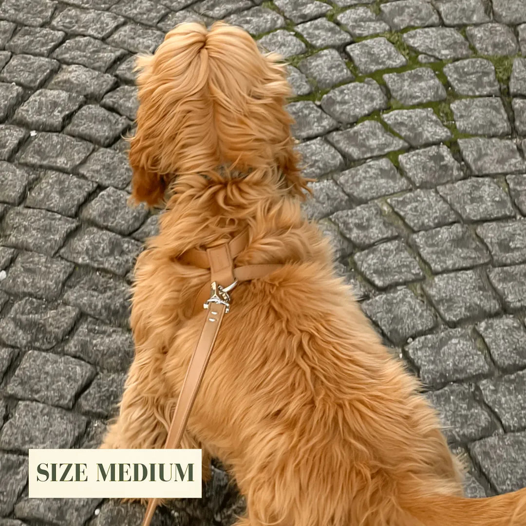 Brown dog on a luxury brown lead with 'Size Medium' label on a cobblestone street