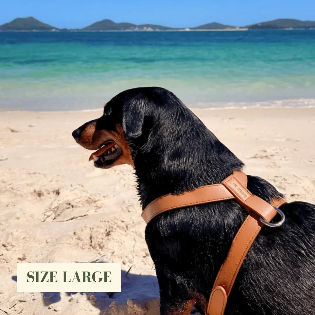 Dog on a beach wearing a luxury brown harness with a size label 'Large' in the foreground