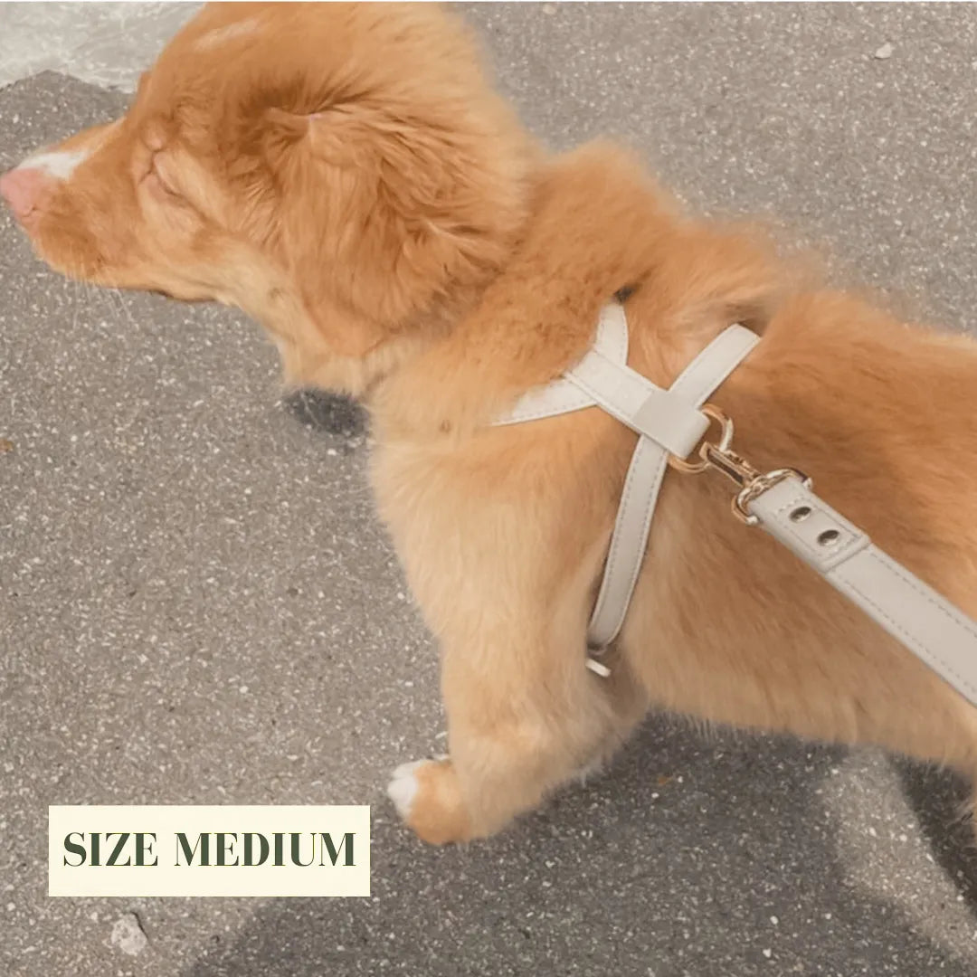 Dog wearing a luxury beige harness on a grey pavement