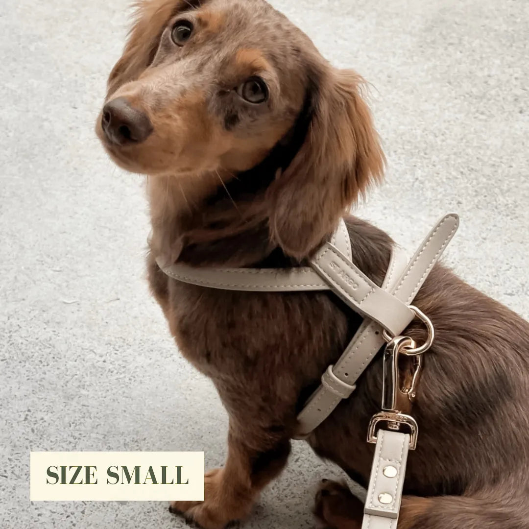 Small dog wearing a luxury beige harness on a light gray background