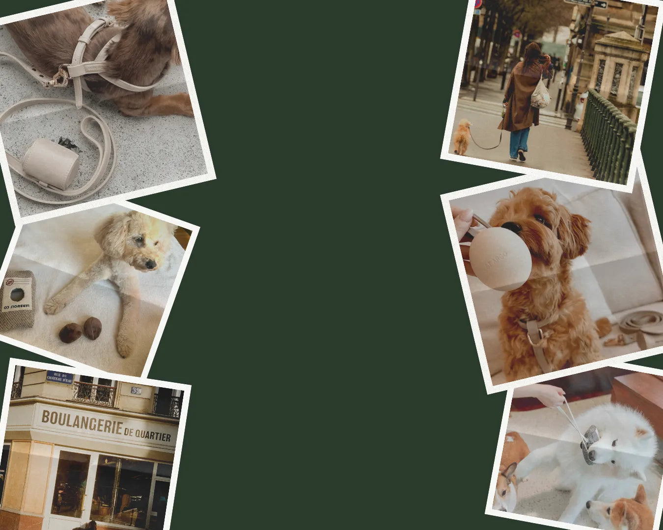 Collage of dogs in various settings with luxury dog accessories and a green background