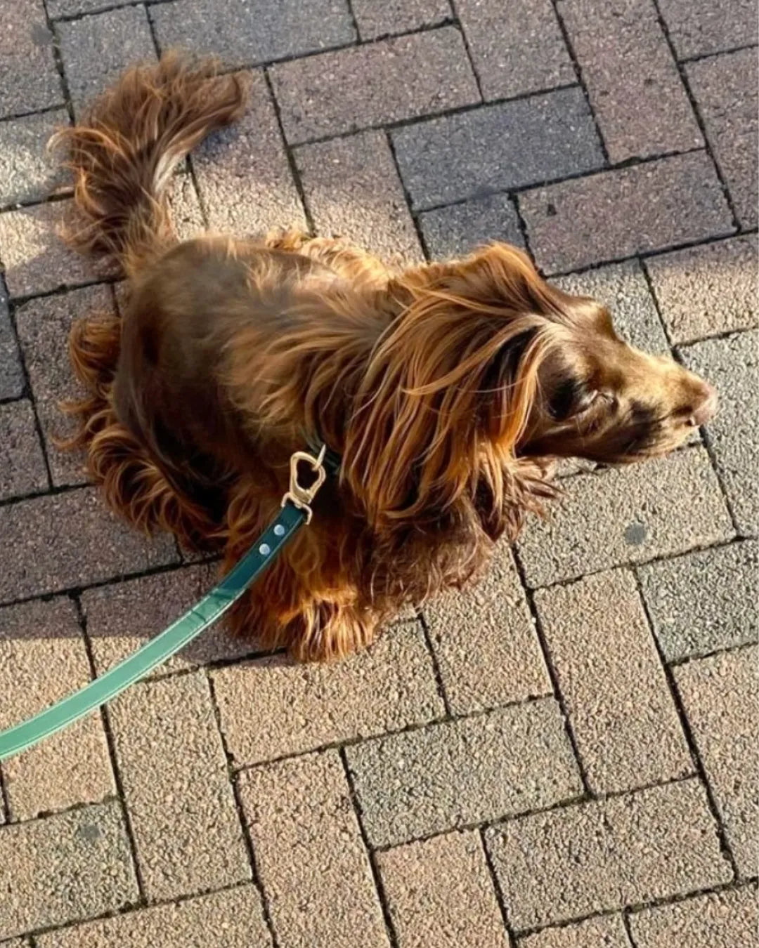 Brown dog on a dark green luxury vegan leather lead walking on a paved surface