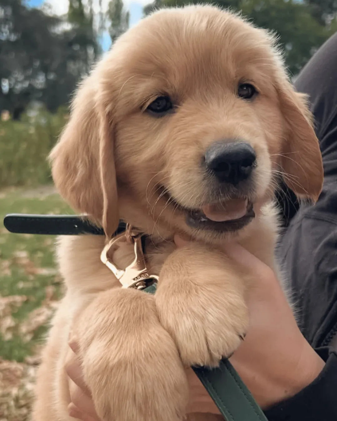 Golden retriever puppy being held outdoors with a blurred background and a dark green vegan leather luxury dog lead and collar