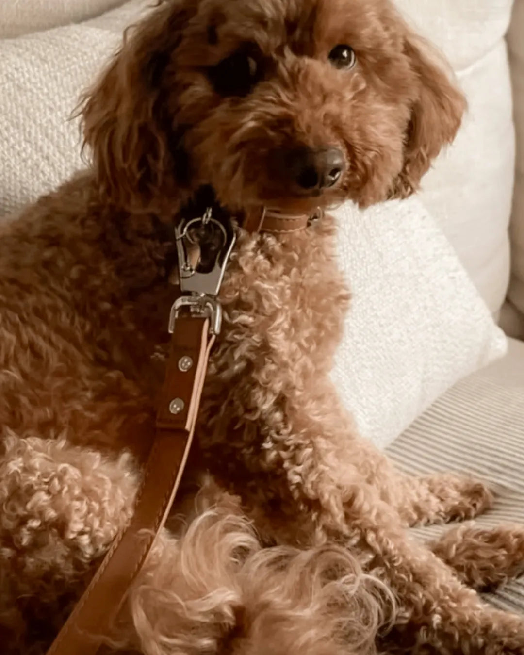 Brown dog with a luxury vegan leather lead on a light-coloured sofa