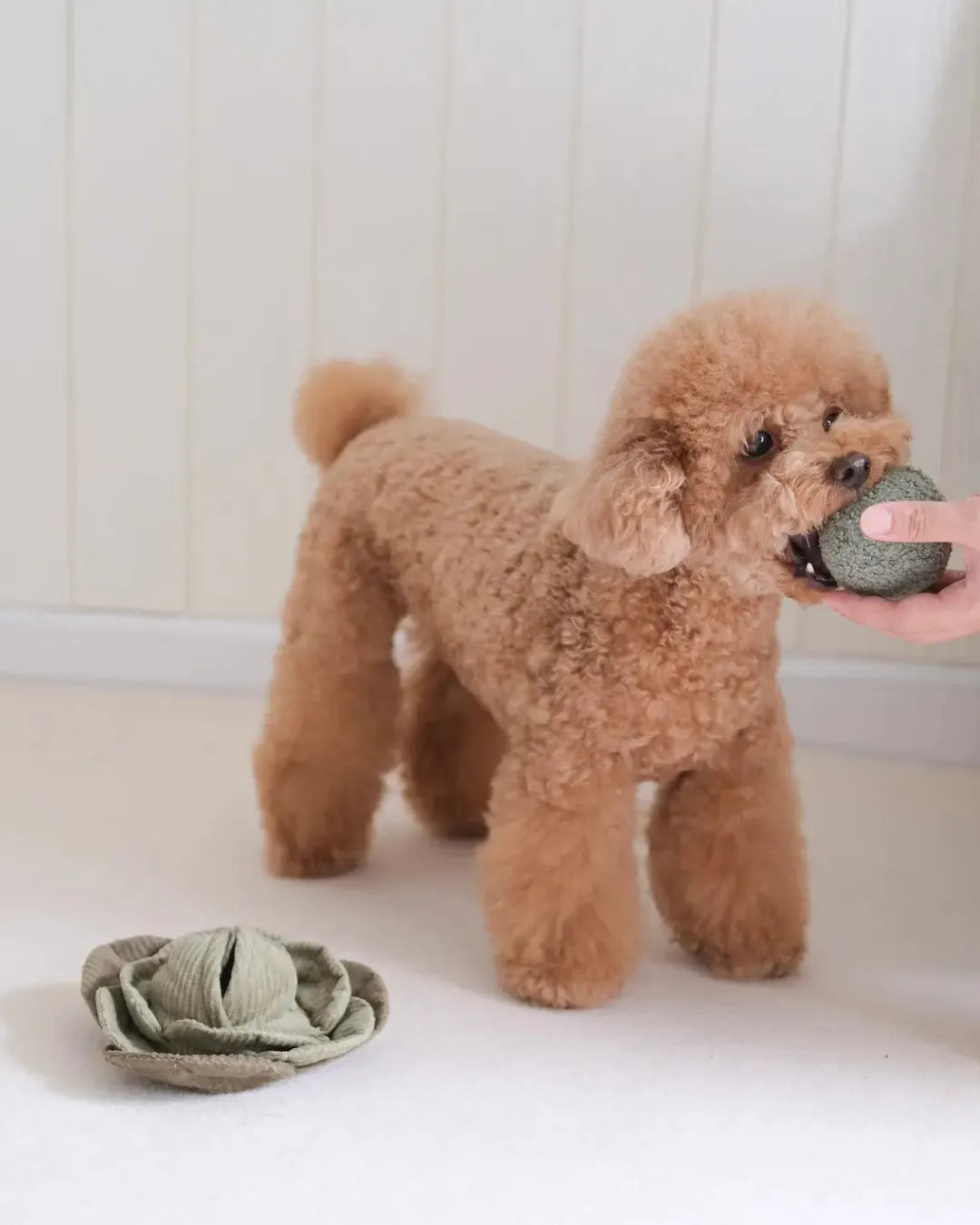 Small brown dog holding a green plush ball in its mouth on a white floor.