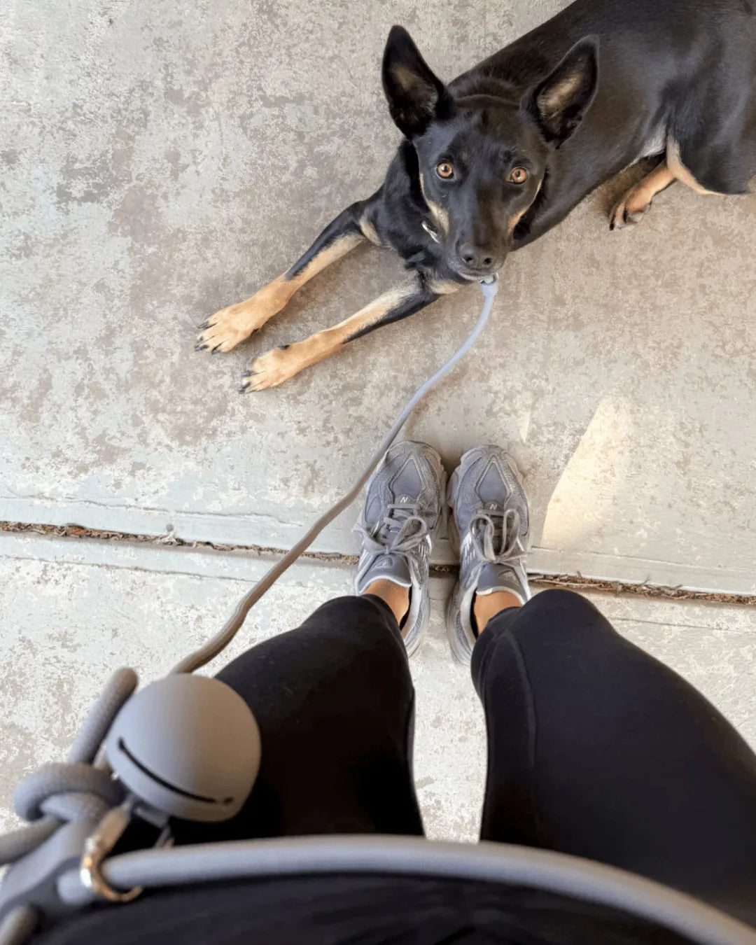 View of grey trainers with grey dog treat pouch and black and tan dog lying down