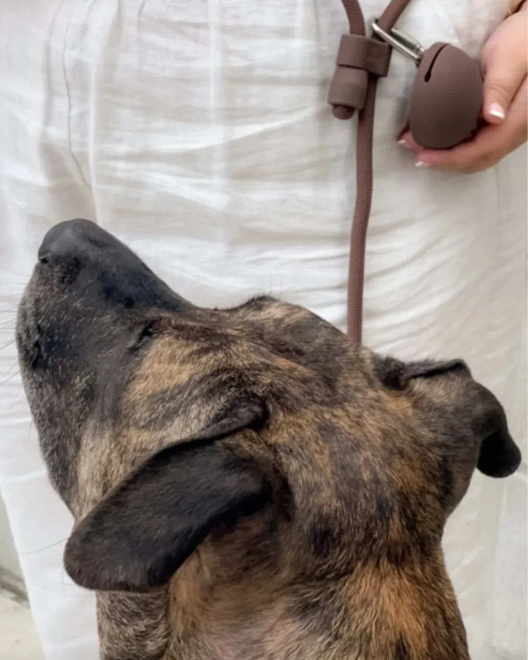 Dog with person in background holding a brown luxury dog lead and a brown silicone treat pouch