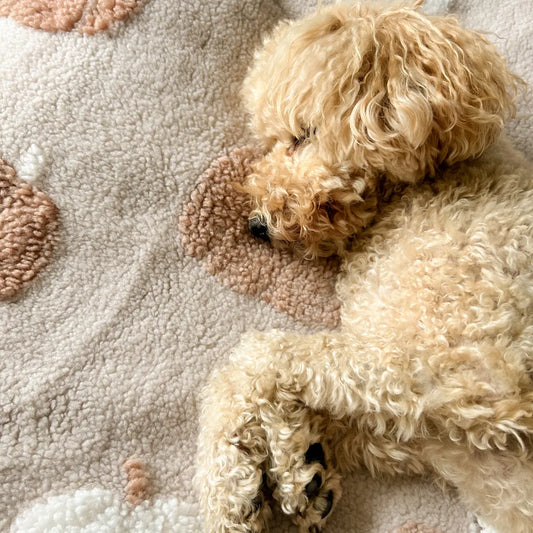 3 ways to prepare your dog for cosy season