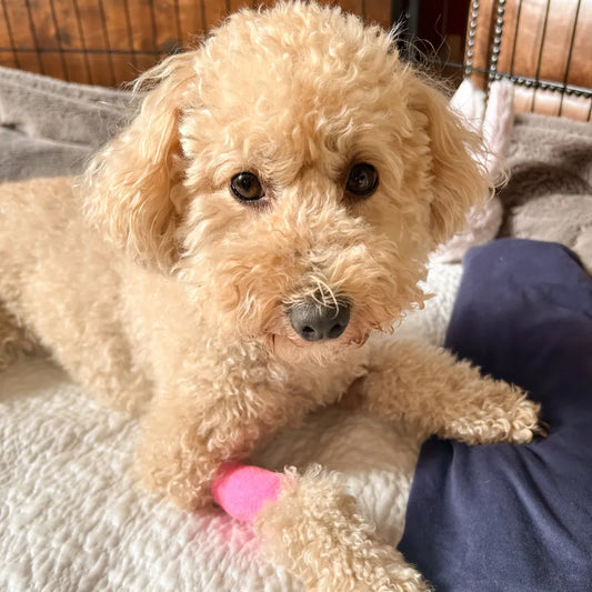 Caring for a dog with IVDD: Our personal experience