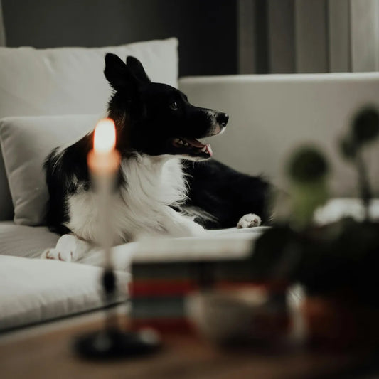 A dog mum’s guide to candles, wax melts and essential oils