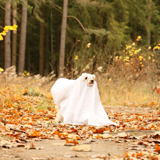 Spooky season safety: Halloween dangers every dog parent should know