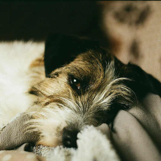 Keeping your dog calm this firework season