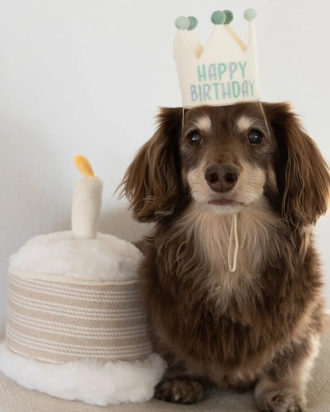 Dachshund wearing a 'Happy Birthday' hat next to a small birthday cake shaped dog toy with a candle