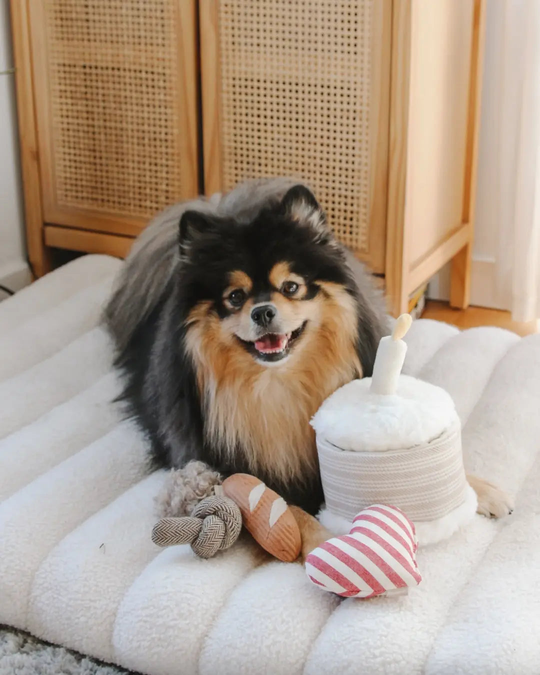 Pomeranian dog sitting on a fluffy white surface with a plush birthday cake toy