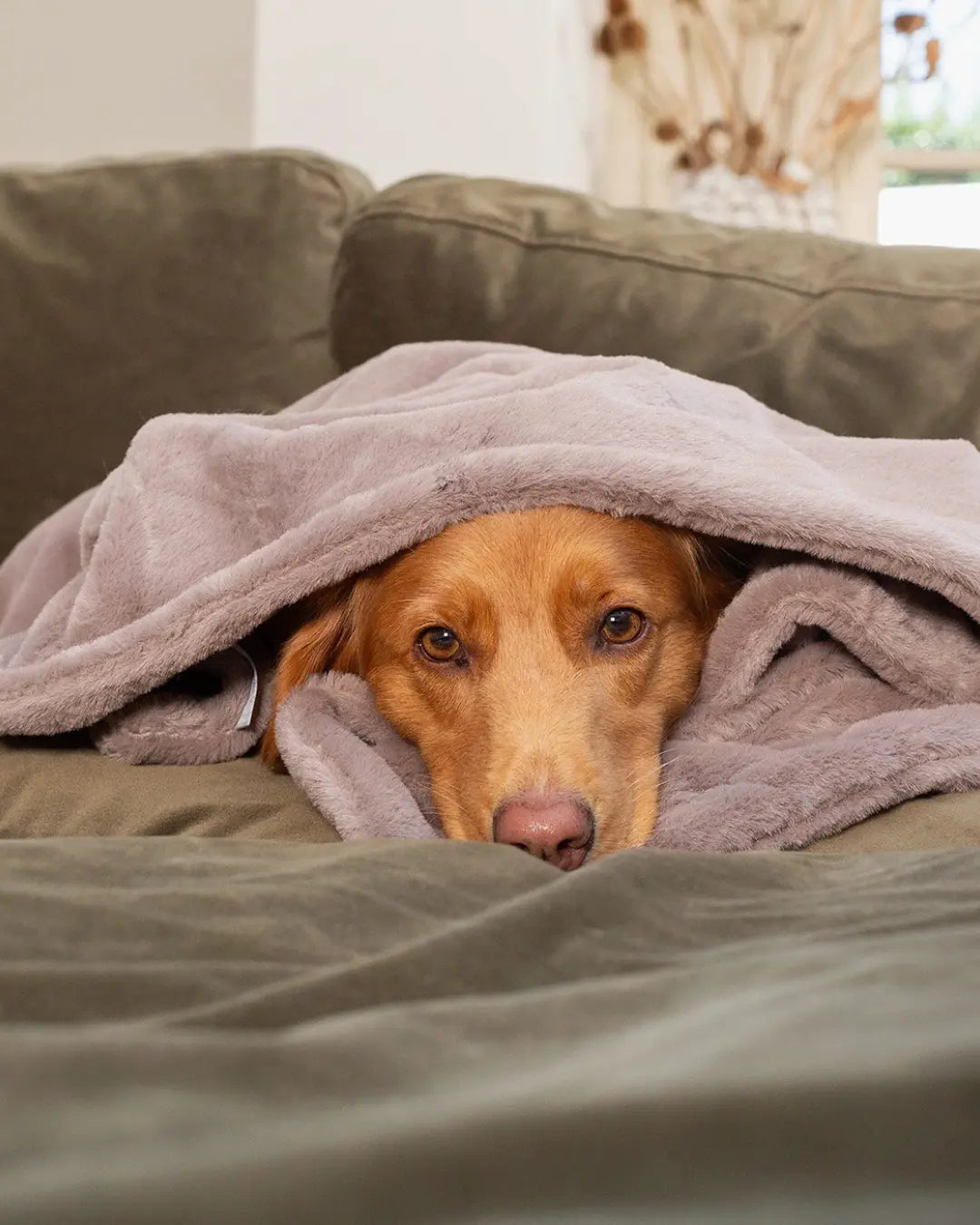 Labrador peeking out from under a blanket on a couch