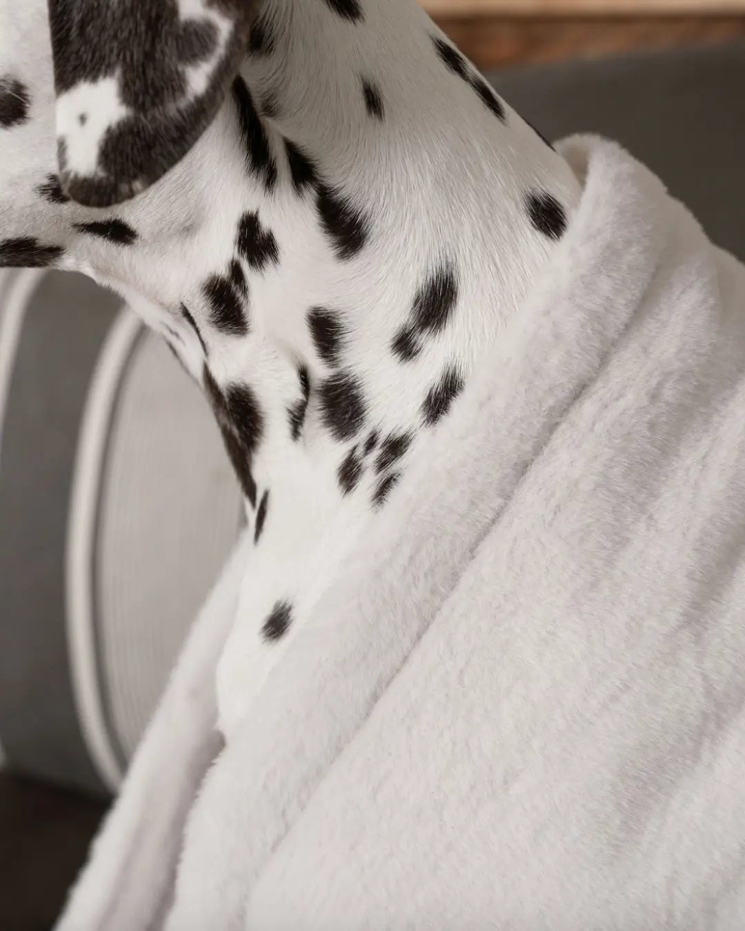 Close-up of a Dalmatian wrapped in a white blanket