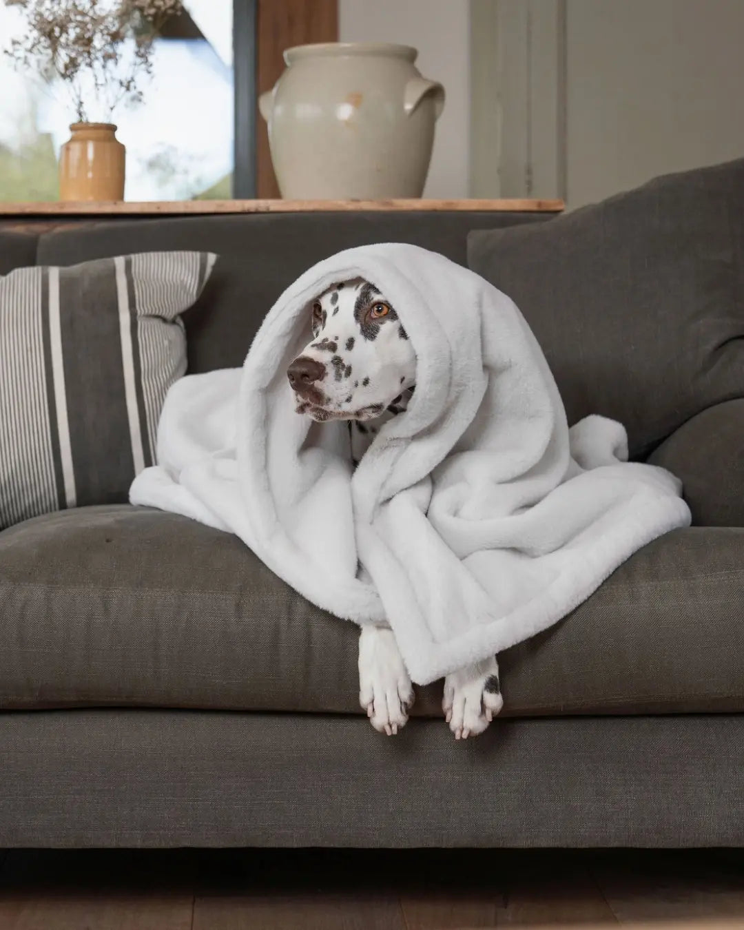 Dog wrapped in a white blanket on a grey couch