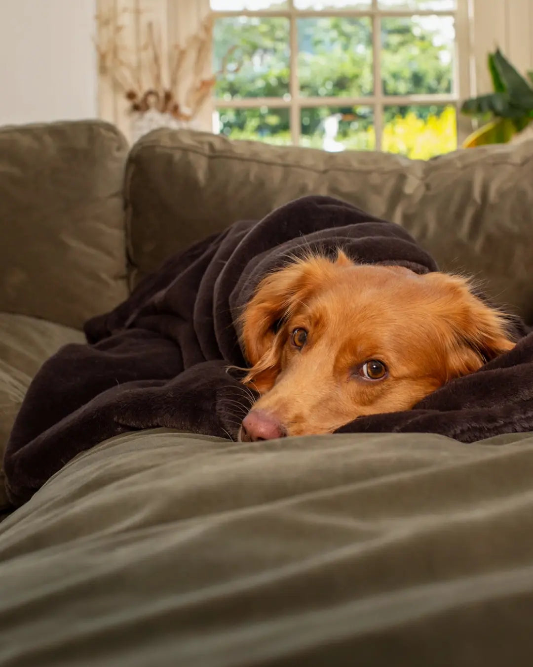 Toller dog peeking out from under a blanket on a sofa with a window in the background