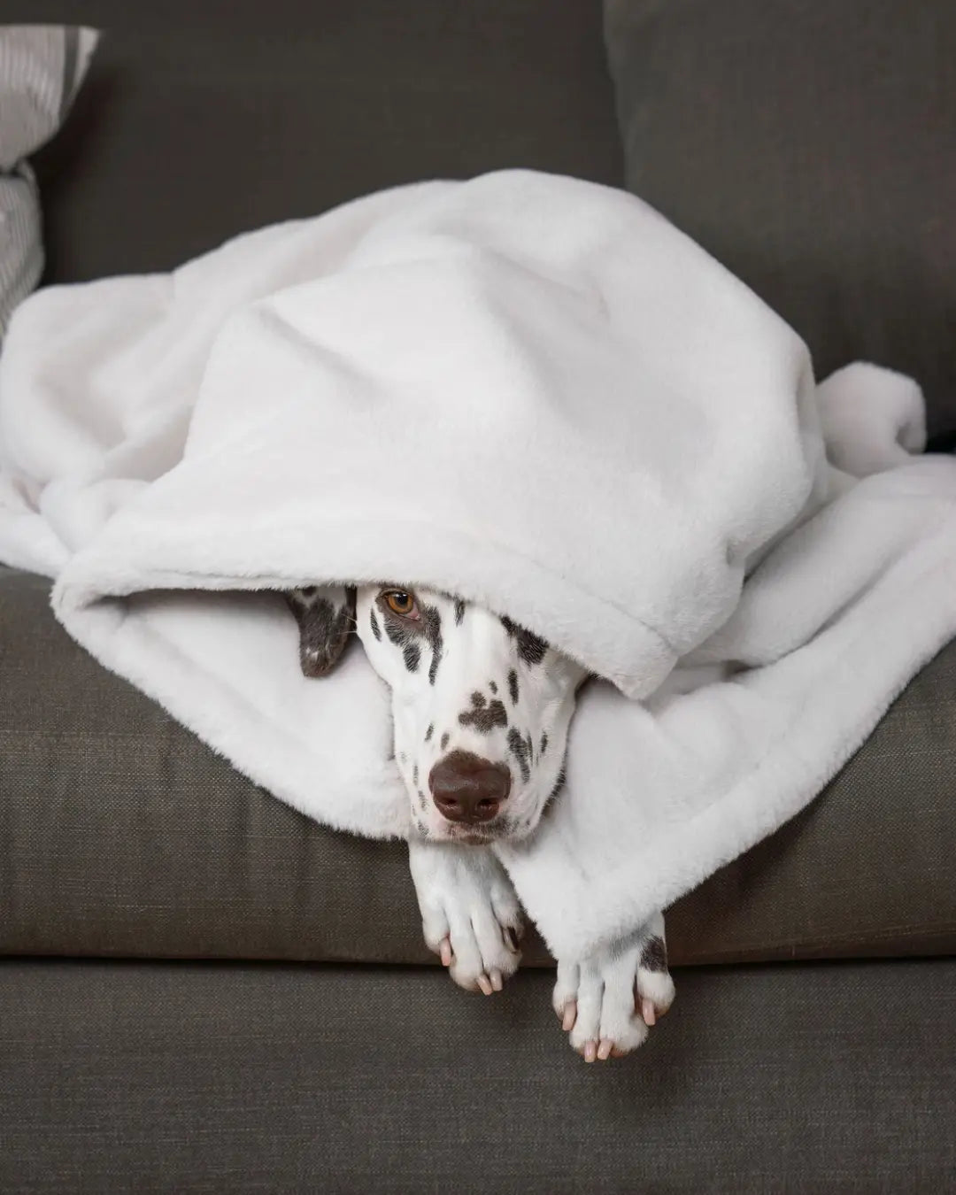 Dalmation peeking out from under a white blanket on a grey sofa